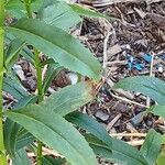 Veronica spicata برگ