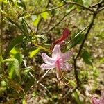 Rhododendron periclymenoides Blomst