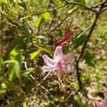 Rhododendron periclymenoides Кветка