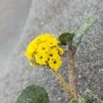 Abronia latifolia Flower