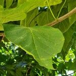 Catalpa ovataLeaf