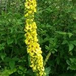 Verbascum nigrumFlower