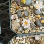 Conophytum caroli ফুল