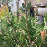 Melaleuca rugulosa Leaf