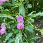 Impatiens glandulifera花