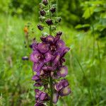 Verbascum bugulifolium