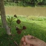 Guarea macrophylla Fruit