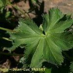 Alchemilla fissa Листок