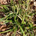 Carex sylvatica Blatt