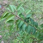 Prunus myrtifolia Leaf