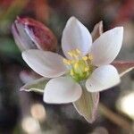 Spergula arvensis Flor