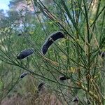 Cytisus scopariusFroito