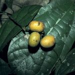 Abuta sandwithiana Fruit