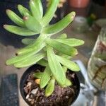 Sedum pachyphyllum পাতা