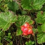 Rubus chamaemorus पत्ता