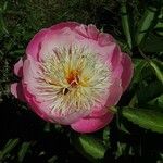 Paeonia mascula Flor