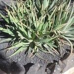 Aloe succotrinaBlatt