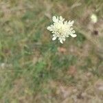 Scabiosa ochroleucaFlower