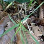 Agrostis capillaris Leaf