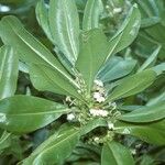 Scaevola taccada फूल