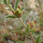 Helianthemum ledifolium Rhisgl