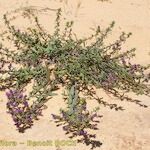 Echium tuberculatum Hábito
