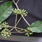 Dendropanax gonatopodus Прочее