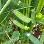 Lathyrus oleraceus Froito