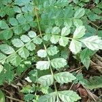 Jacaranda puberula Hoja