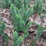 Lycopodium annotinum Yaprak