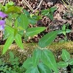 Desmodium paniculatum Leaf