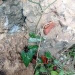 Smilax aspera Likasa