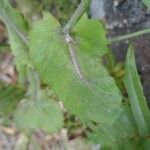 Emilia fosbergii Leaf