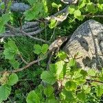 Alnus alnobetula Liść