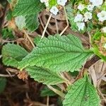 Lippia javanica Fuelha