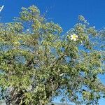 Ceiba insignis Folha