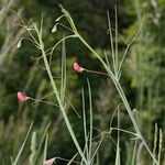 Lathyrus setifolius Arall