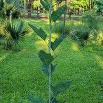 Arnoglossum atriplicifolium Corteccia