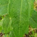 Helianthus hirsutus Blad