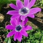 Anemone pavoniana Flor
