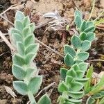 Astragalus incanus Folha