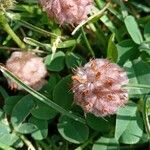 Trifolium fragiferum Frugt