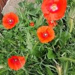 Papaver setiferum Květ