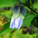 Nicandra physalodes Blüte