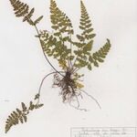 Asplenium obovatum Vekstform