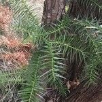 Cunninghamia lanceolata पत्ता