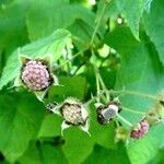 Rubus odoratus Hedelmä