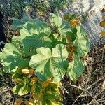 Lavatera arborea 葉