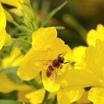 Oenothera fruticosa Inny