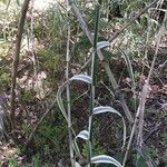 Arundo donax Bark